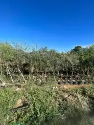 توريد أشجار للكميات فقط 0