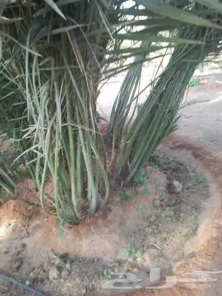 يوجد نخيل للبيع 1