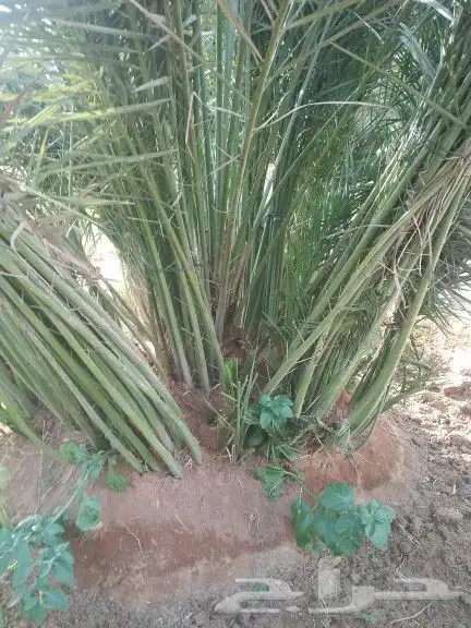 يوجد نخيل للبيع 4