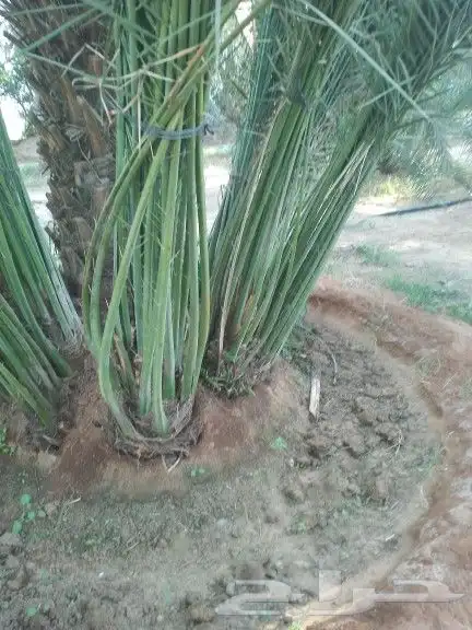 يوجد نخيل للبيع 5