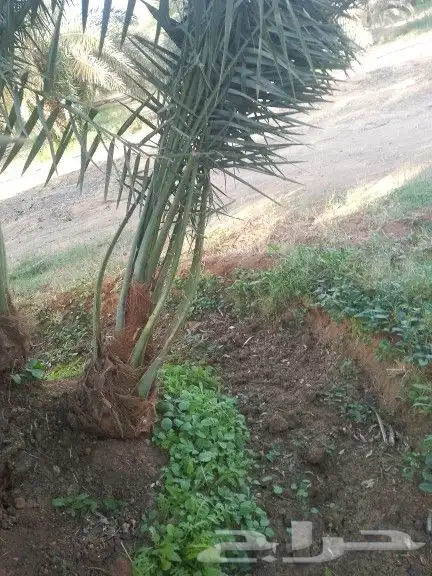 يوجد نخيل للبيع 8
