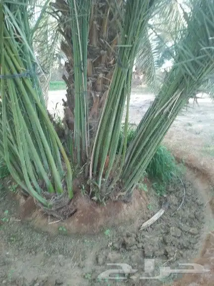 يوجد نخيل للبيع 3