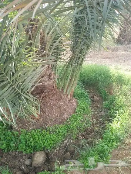 يوجد نخيل للبيع 6