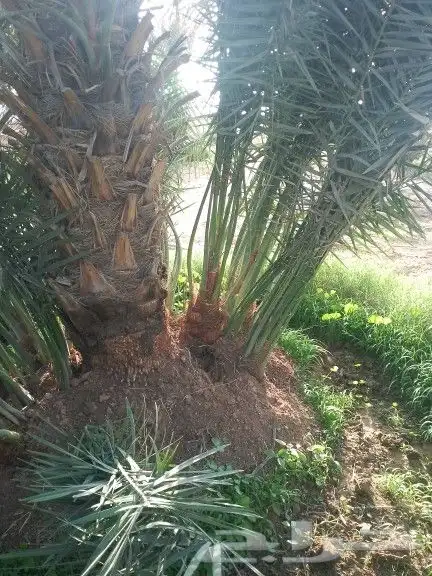 يوجد نخيل للبيع 9