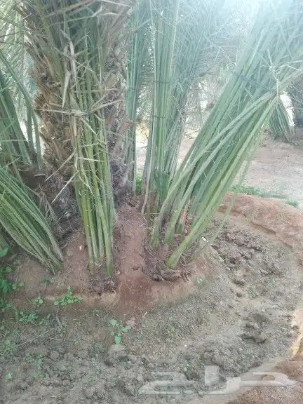 يوجد نخيل للبيع 2