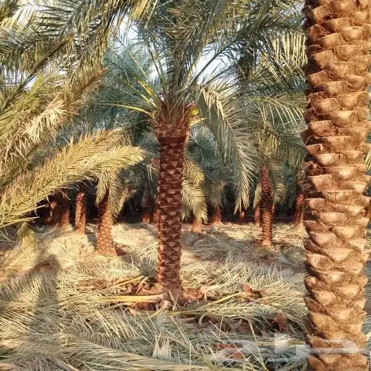 نخل عربي وتنضيف وتكريب 2