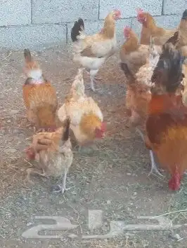 صوص دجاج عربي للبيع 8