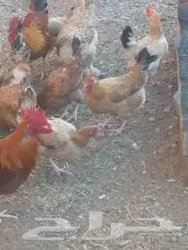 صوص دجاج عربي للبيع 9
