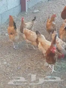 صوص دجاج عربي للبيع 7