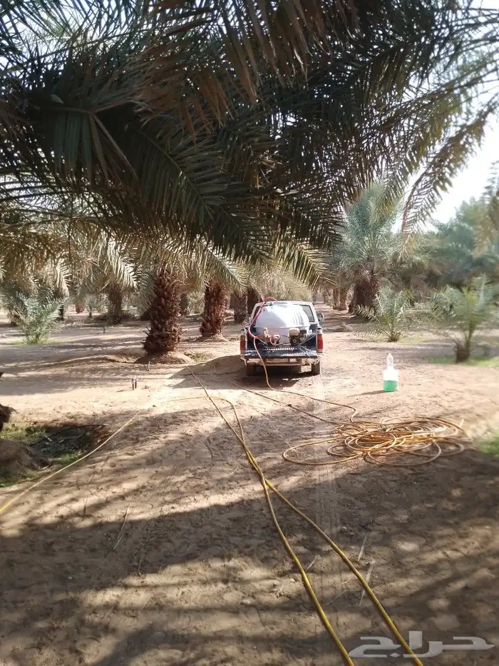 رش انخل من اسوسه الحمرا والافات الحشريه 3