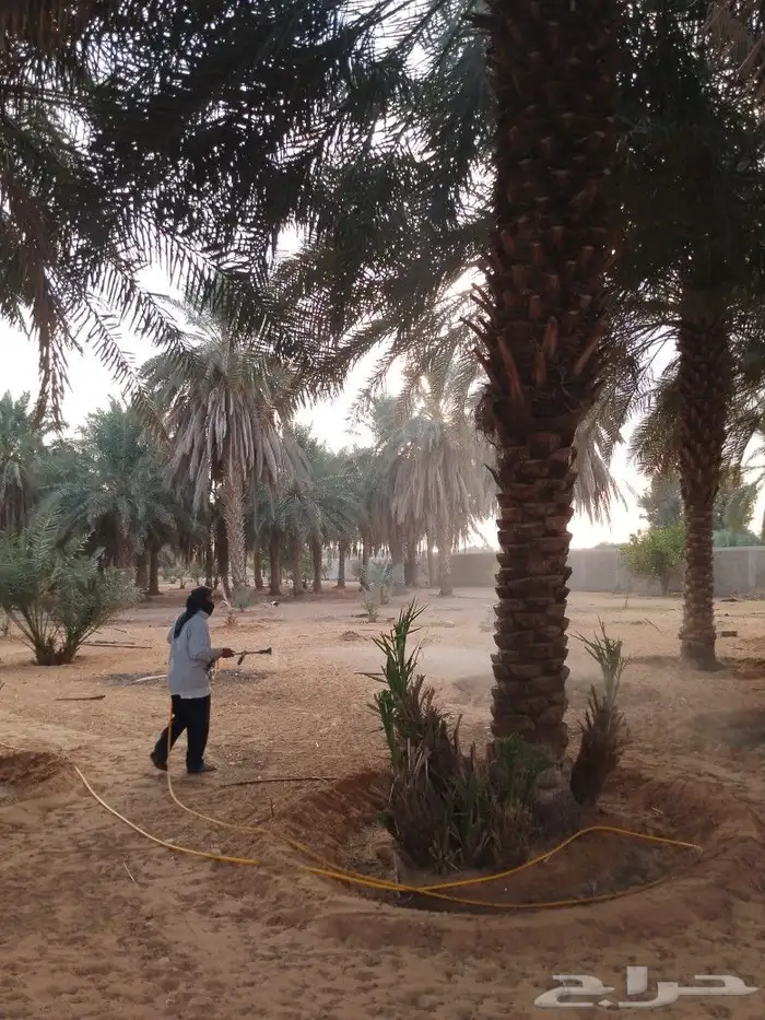 رش انخل من اسوسه الحمرا والافات الحشريه 2