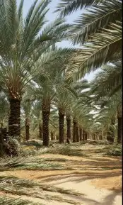 نخل للبيع بجميع انوعه ومقساته واحجامه المختلفه 2