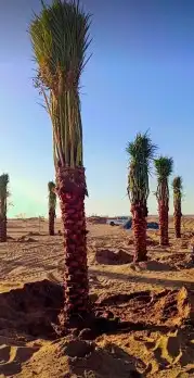 نخل للبيع بجميع انوعه ومقساته واحجامه المختلفه 10