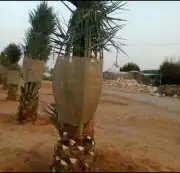 نخل للبيع بجميع انوعه ومقساته واحجامه المختلفه 11