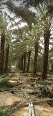 نخل للبيع بجميع انوعه ومقساته واحجامه المختلفه 4