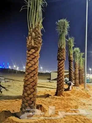 نخل للبيع بجميع انوعه ومقساته واحجامه المختلفه 0