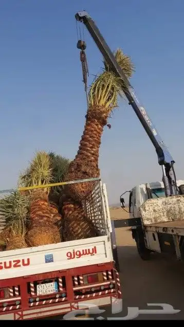 نخل للبيع بجميع انوعه ومقساته واحجامه المختلفه 6