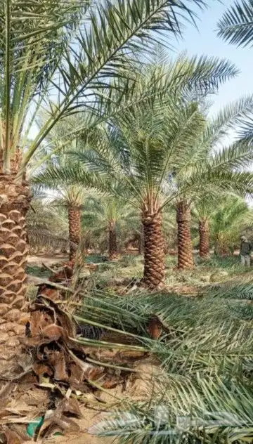 نخل للبيع بجميع انوعه ومقساته واحجامه المختلفه 9