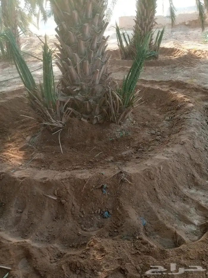 لشغل النخل تكريب وتنضيف وتوريد وتحويض 0