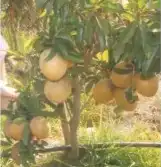 شتلات شيكو عملاق سالي فياتنام 1