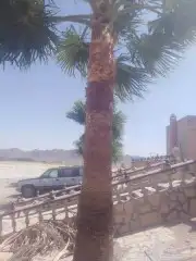 مقاول شبوك ومضلات 9