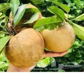 شتلات شيكو عملاق سالي فياتنام 0