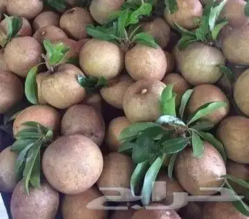 شتلات شيكو عملاق سالي فياتنام 3