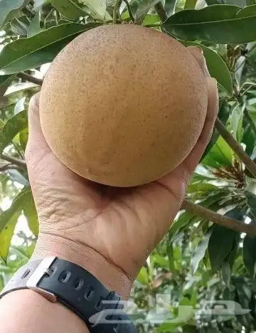 شتلات شيكو عملاق سالي فياتنام 4