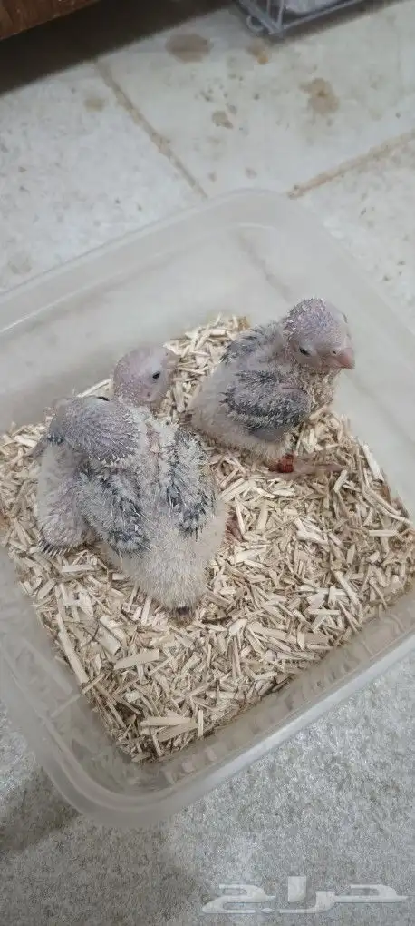 3 فروخ كنيور لاهل الغر 3