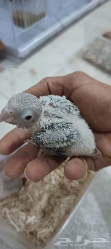 3 فروخ كنيور لاهل الغر 1