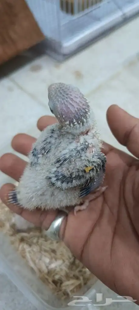 3 فروخ كنيور لاهل الغر 2