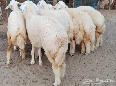 ذبايح للثلاجة وللمناسبات مشروطة الصحة والنظافة مع امكانية ال 11