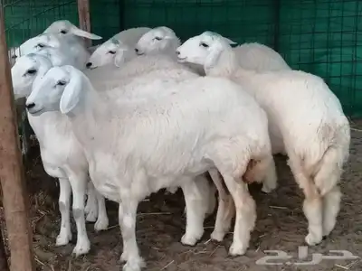 ذبايح للثلاجة وللمناسبات مشروطة الصحة والنظافة مع امكانية ال 10