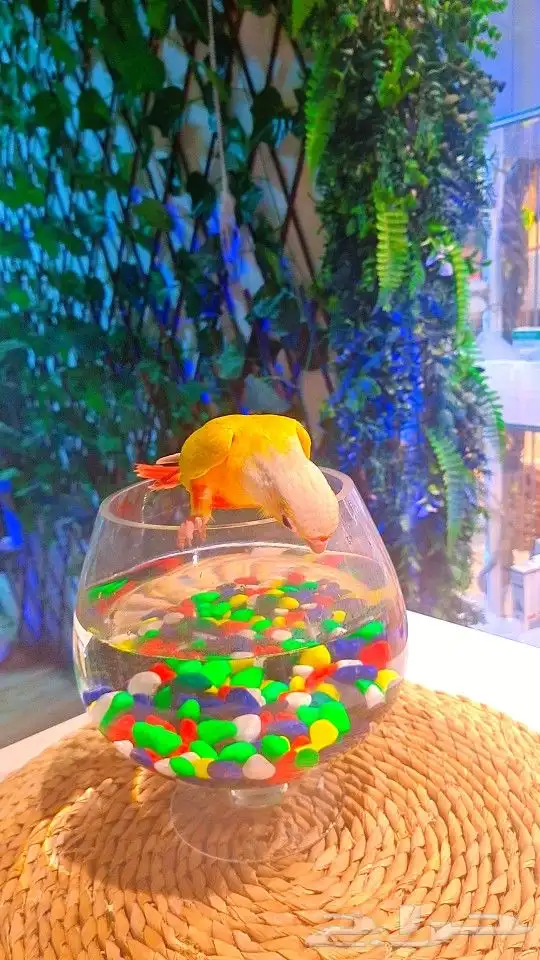 فرخ صن شيك هدد 850 ريال تم البيع 9