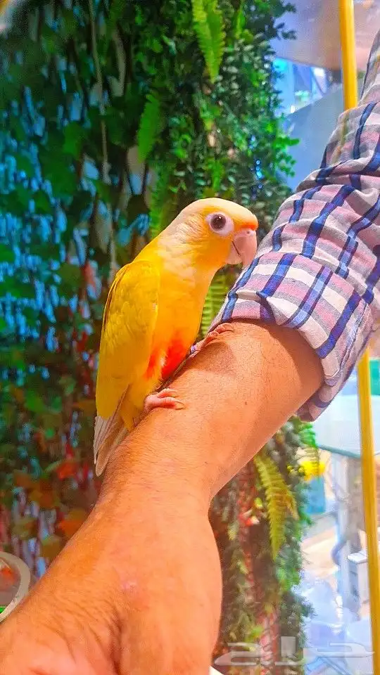 فرخ صن شيك هدد 850 ريال تم البيع 7