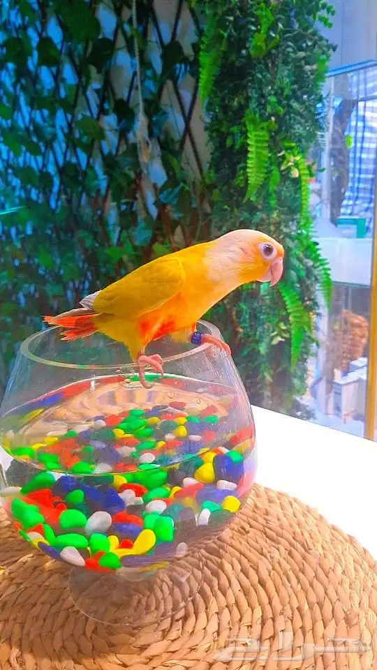 فرخ صن شيك هدد 850 ريال تم البيع 10