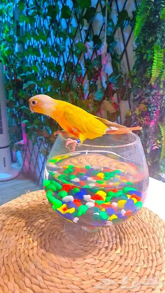 فرخ صن شيك هدد 850 ريال تم البيع 0