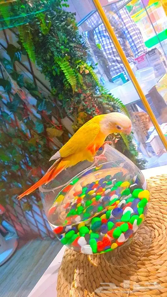 فرخ صن شيك هدد 850 ريال تم البيع 4