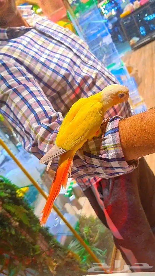 فرخ صن شيك هدد 850 ريال تم البيع 14