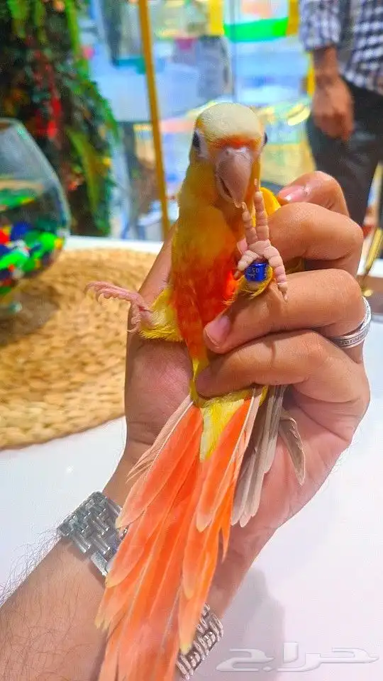 فرخ صن شيك هدد 850 ريال تم البيع 1