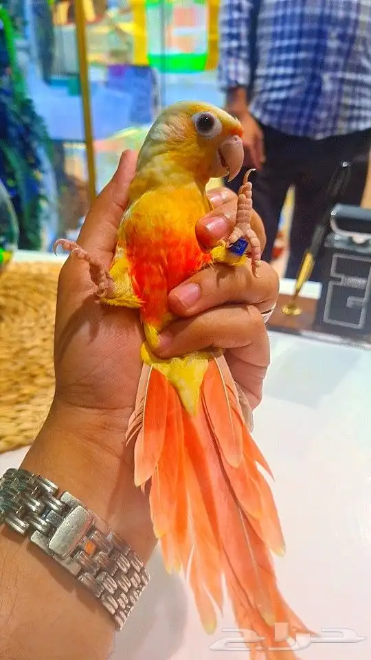 فرخ صن شيك هدد 850 ريال تم البيع 8