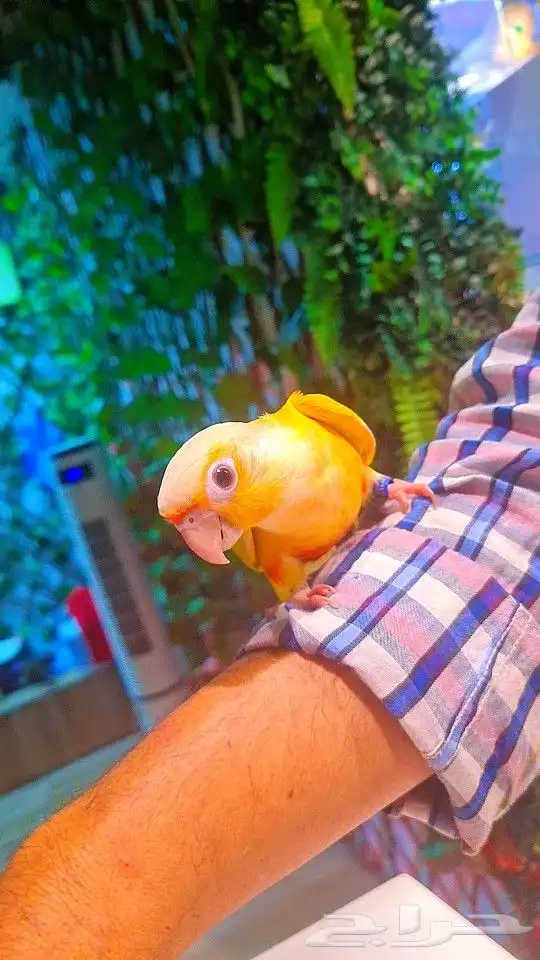 فرخ صن شيك هدد 850 ريال تم البيع 13