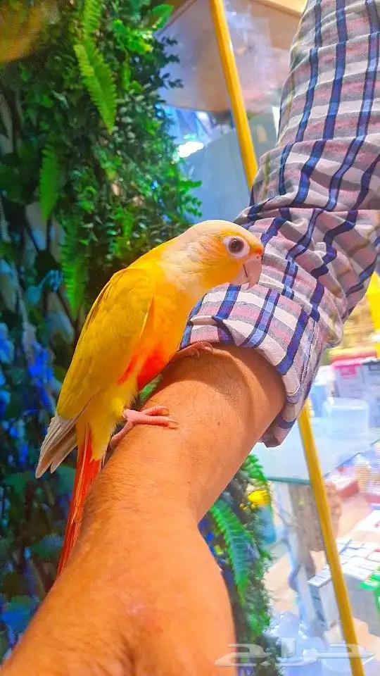 فرخ صن شيك هدد 850 ريال تم البيع 6