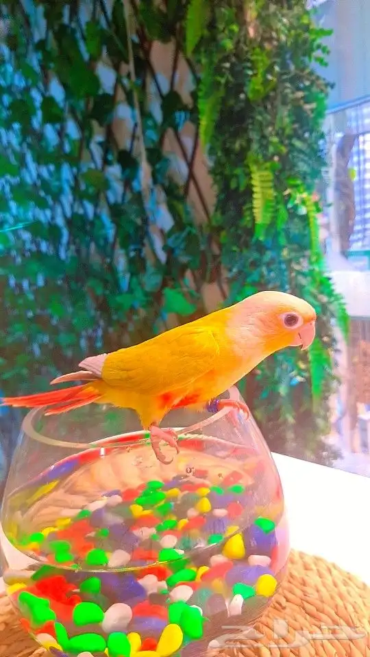 فرخ صن شيك هدد 850 ريال تم البيع 11