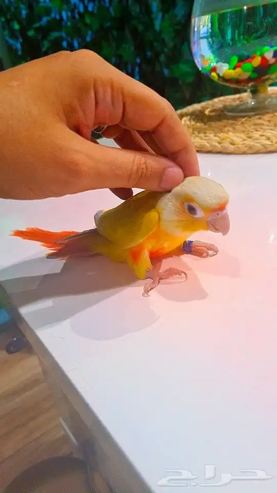 فرخ صن شيك هدد 850 ريال تم البيع 2