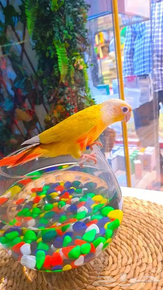 فرخ صن شيك هدد 850 ريال تم البيع 5