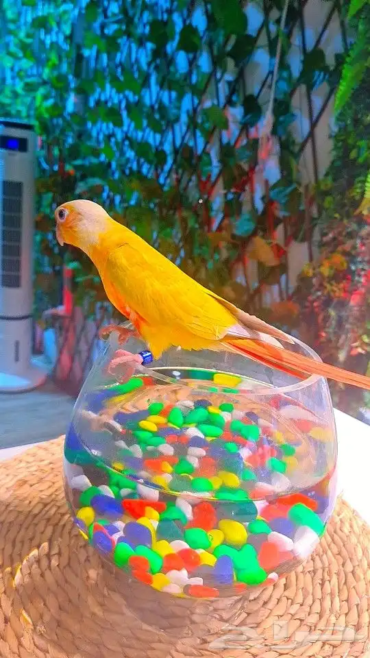 فرخ صن شيك هدد 850 ريال تم البيع 12