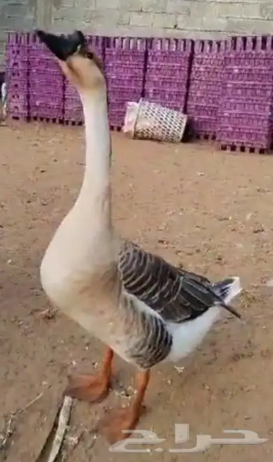 ذكر وز عراقي اصيل الكوبرا للبيع 2