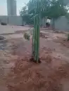 فسائل نخيل انواع وأحجام ممتازه 1