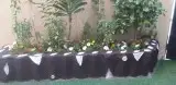 زراعه 6